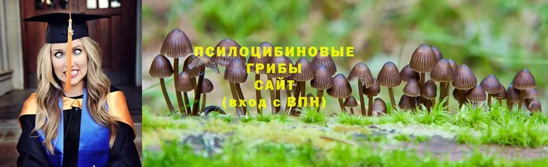 Галлюциногенные грибы Cubensis  Ленинск 